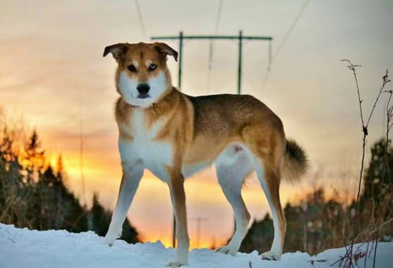 Spiro, a German Shepherd Dog and Alaskan Malamute mix tested with EmbarkVet.com