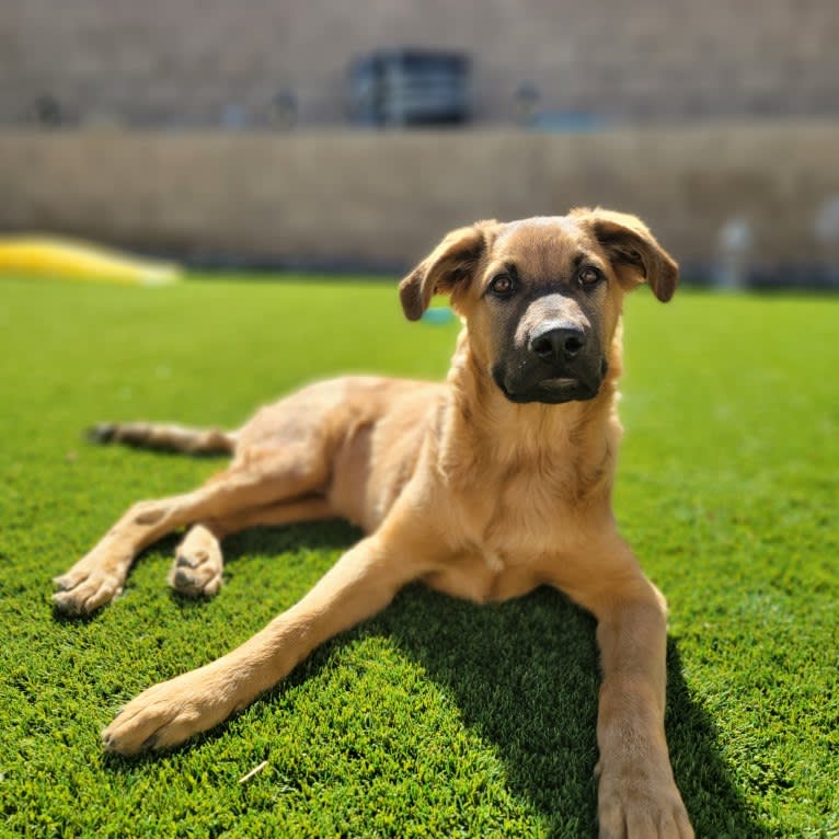 Koda-cola, an Armenian Gampr and German Shepherd Dog mix tested with EmbarkVet.com