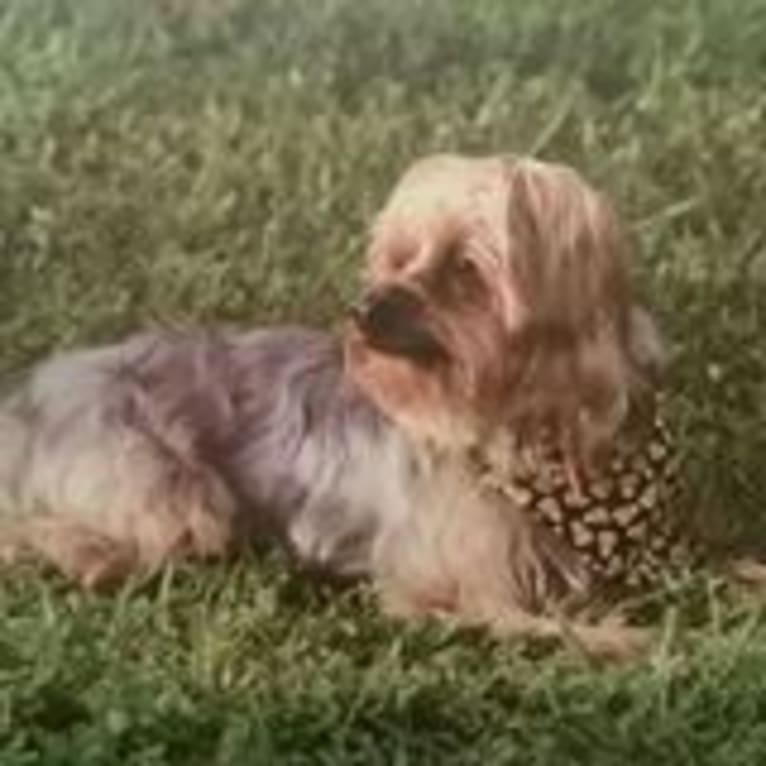 Jax, a Yorkshire Terrier tested with EmbarkVet.com