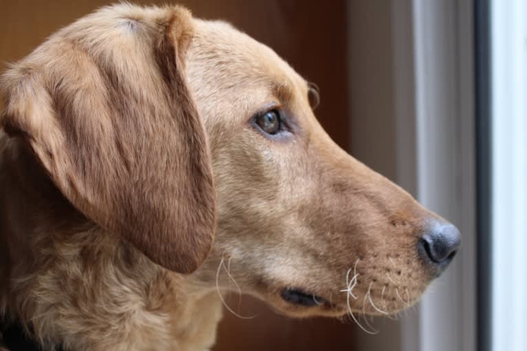 Murphy, a Labradoodle tested with EmbarkVet.com