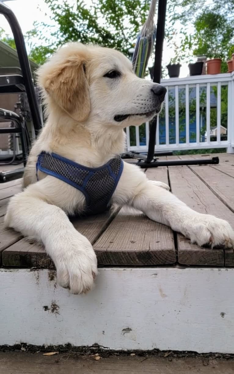 Bernoulli, a Great Pyrenees and Anatolian Shepherd Dog mix tested with EmbarkVet.com