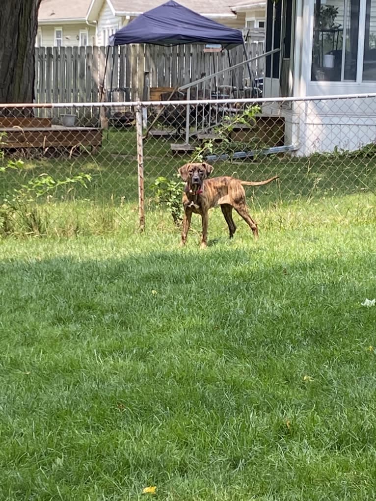 Lillie, a Perro de Presa Canario tested with EmbarkVet.com