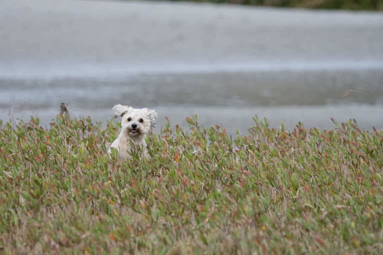 Opee, a Poodle (Small) and Chihuahua mix tested with EmbarkVet.com