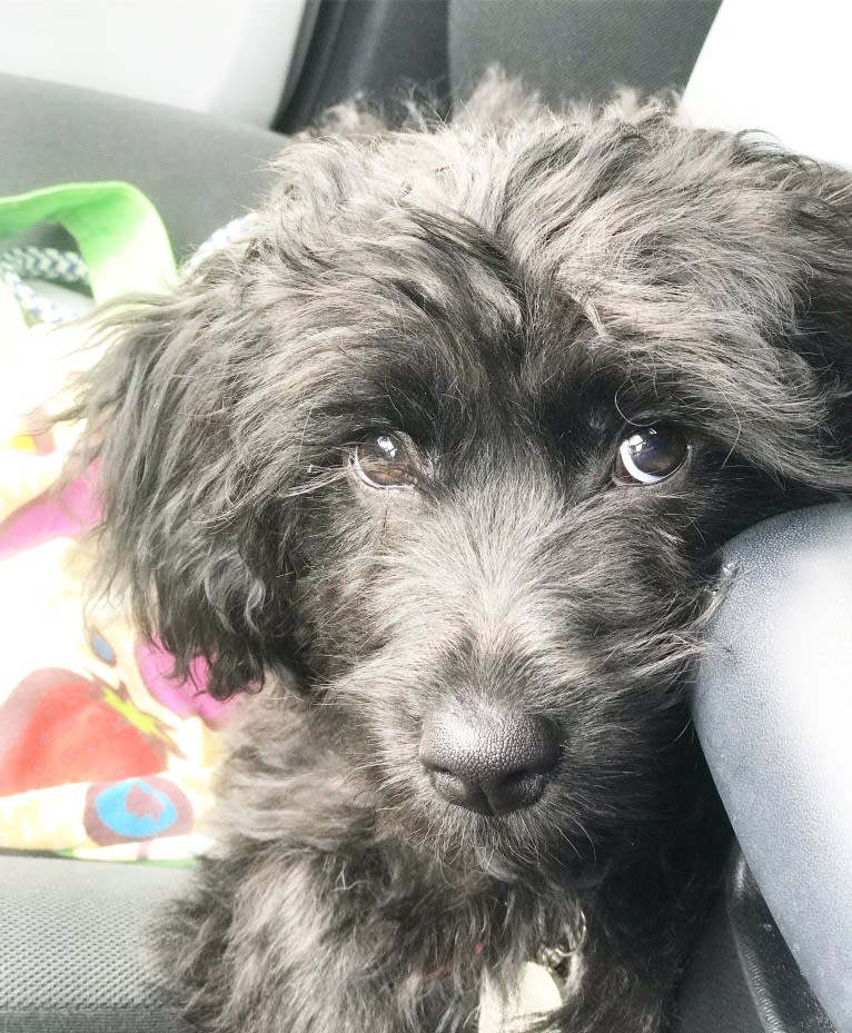 Bluebonnet, a Poodle (Small) and American Pit Bull Terrier mix tested with EmbarkVet.com