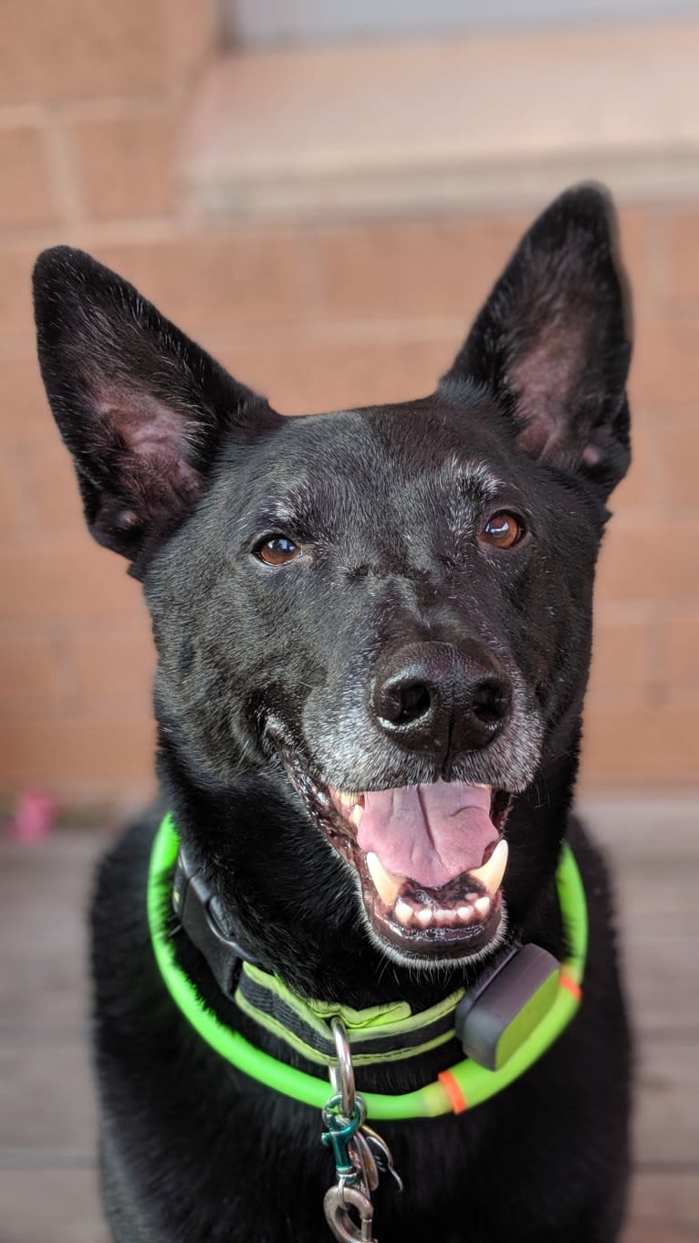 Eddie, a German Shepherd Dog and American Pit Bull Terrier mix tested with EmbarkVet.com