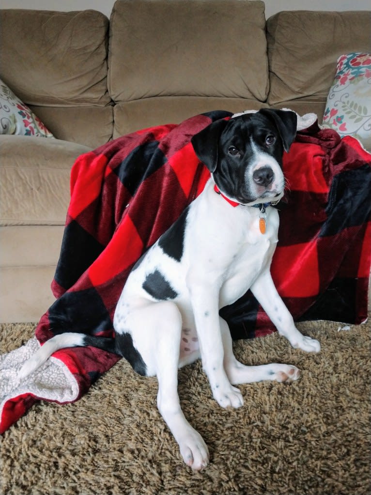 Pogo, an American Pit Bull Terrier and Golden Retriever mix tested with EmbarkVet.com