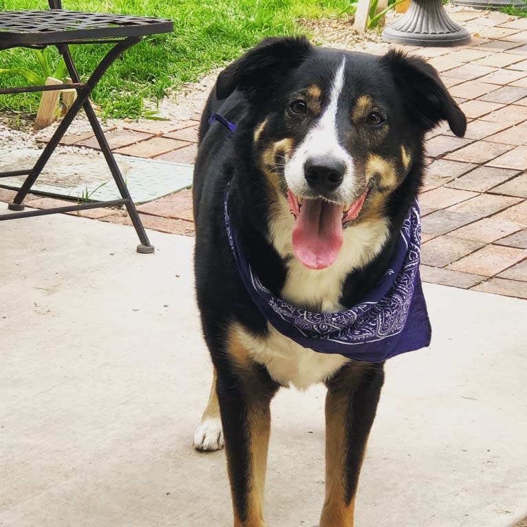 Tato, a Border Collie and Pembroke Welsh Corgi mix tested with EmbarkVet.com