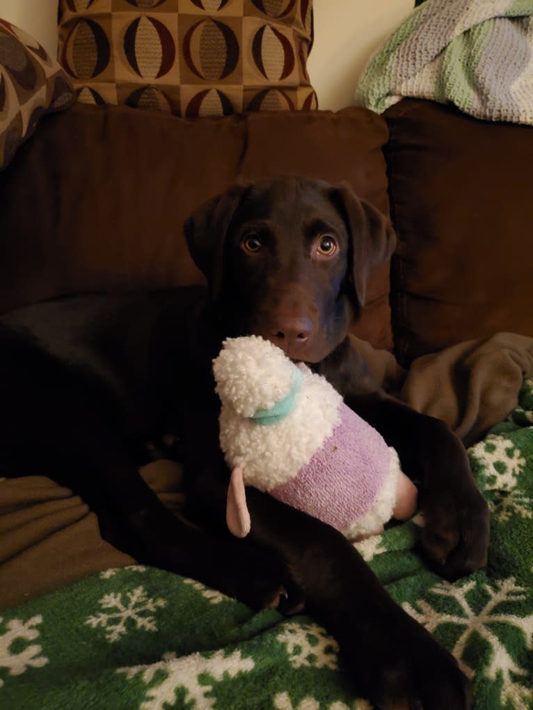 Zephyr, a Labrador Retriever tested with EmbarkVet.com