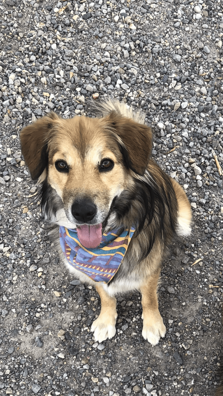 Akela, an American Pit Bull Terrier and Australian Cattle Dog mix tested with EmbarkVet.com