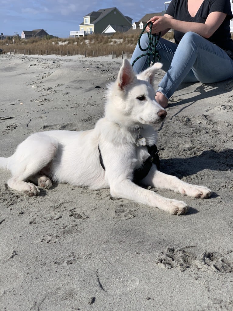 Bao, a Siberian Husky and Poodle (Small) mix tested with EmbarkVet.com