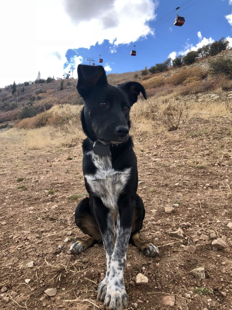 Zeeki, a Border Collie and Chinese Shar-Pei mix tested with EmbarkVet.com