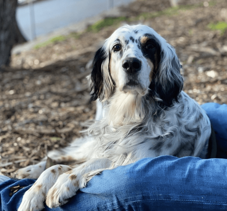 Riley, an English Setter tested with EmbarkVet.com