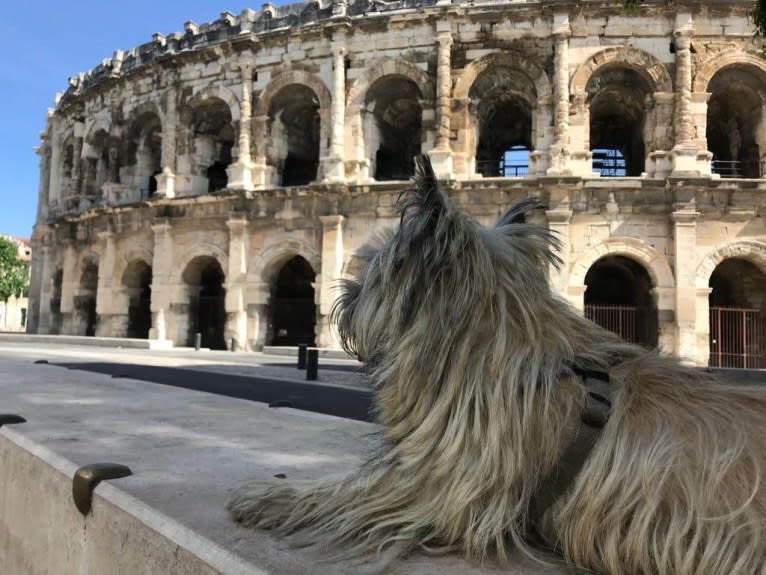 Nino, a Cairn Terrier tested with EmbarkVet.com