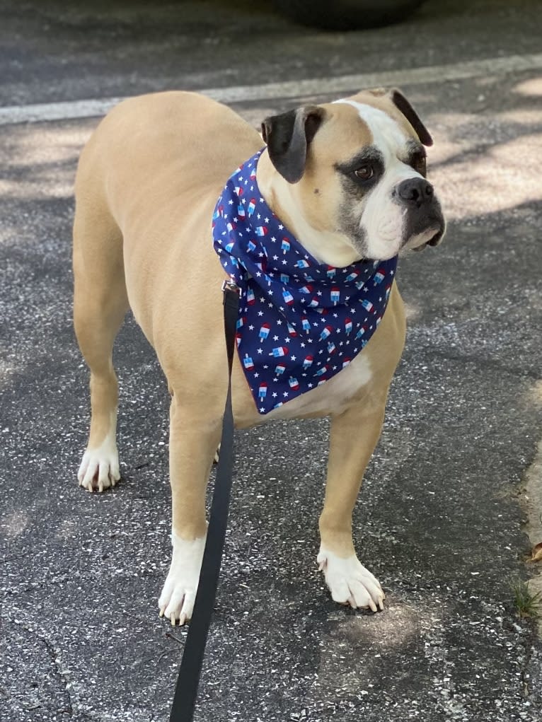 Honey, an American Bulldog tested with EmbarkVet.com