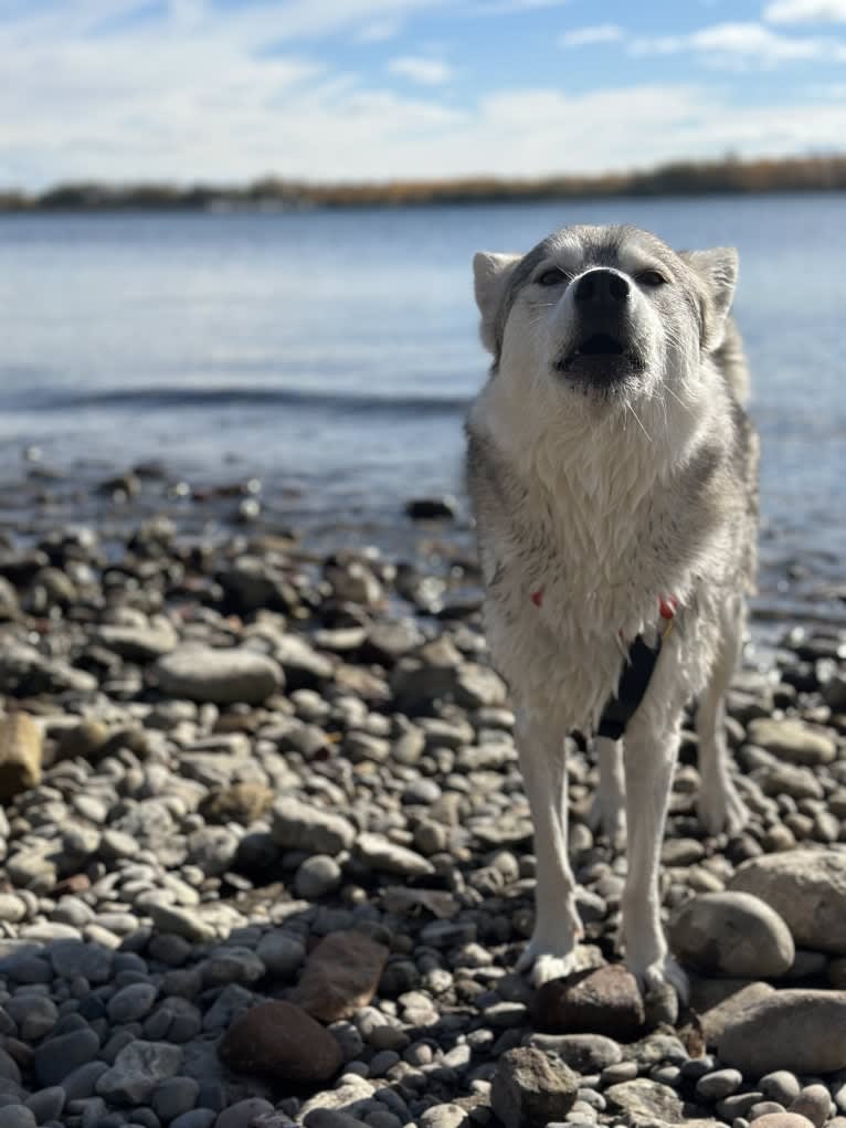 Luna Lovegood, an Alaskan Malamute and Siberian Husky mix tested with EmbarkVet.com