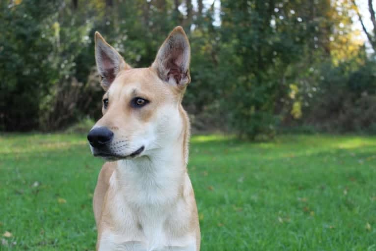 Bones, a Carolina Dog tested with EmbarkVet.com