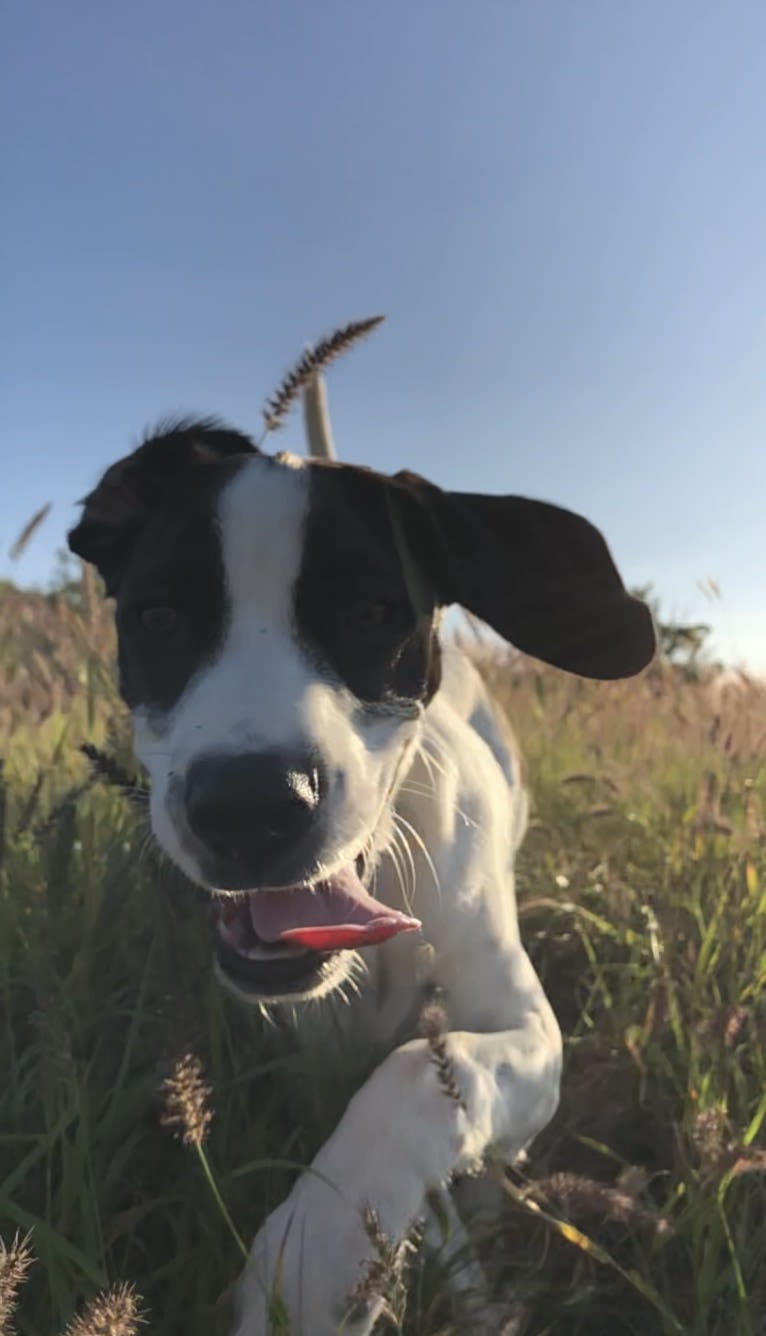 El Guapo, a Brittany and Catahoula Leopard Dog mix tested with EmbarkVet.com