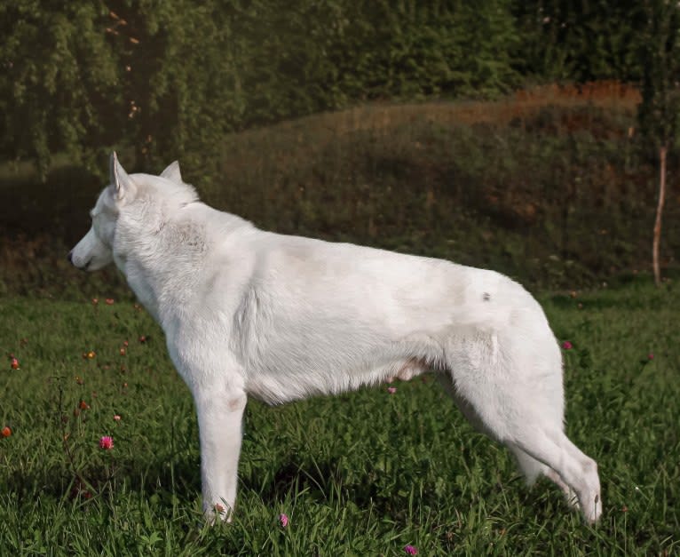 DEMON, a Siberian Husky and German Shepherd Dog mix tested with EmbarkVet.com