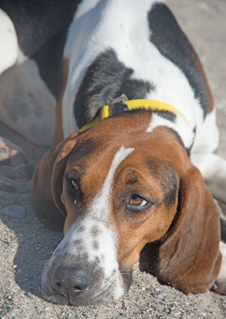 Murphy, a Treeing Walker Coonhound tested with EmbarkVet.com