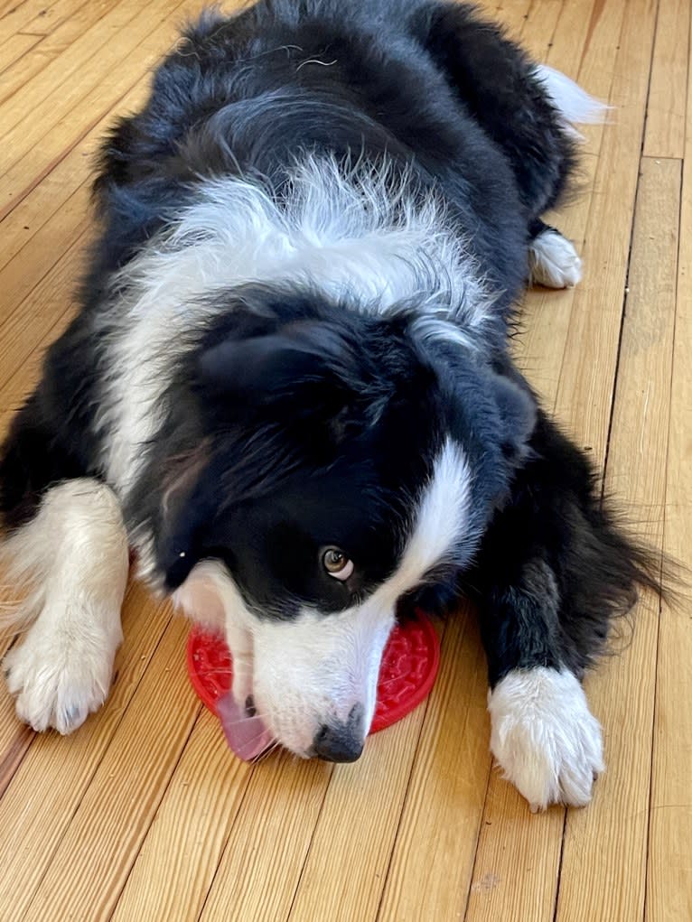 Angel, a Border Collie tested with EmbarkVet.com