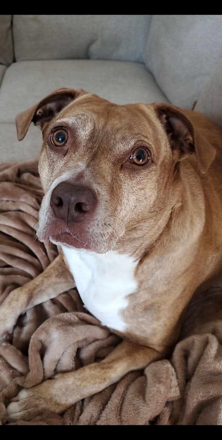 Buttercup, an American Pit Bull Terrier and Labrador Retriever mix tested with EmbarkVet.com