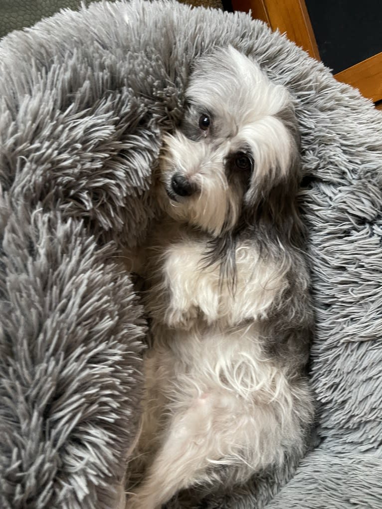 Winham’s “DollyBelle” of Rocky Mountain Cotons, a Coton de Tulear tested with EmbarkVet.com