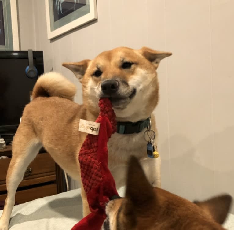 Ricky, a Shiba Inu tested with EmbarkVet.com