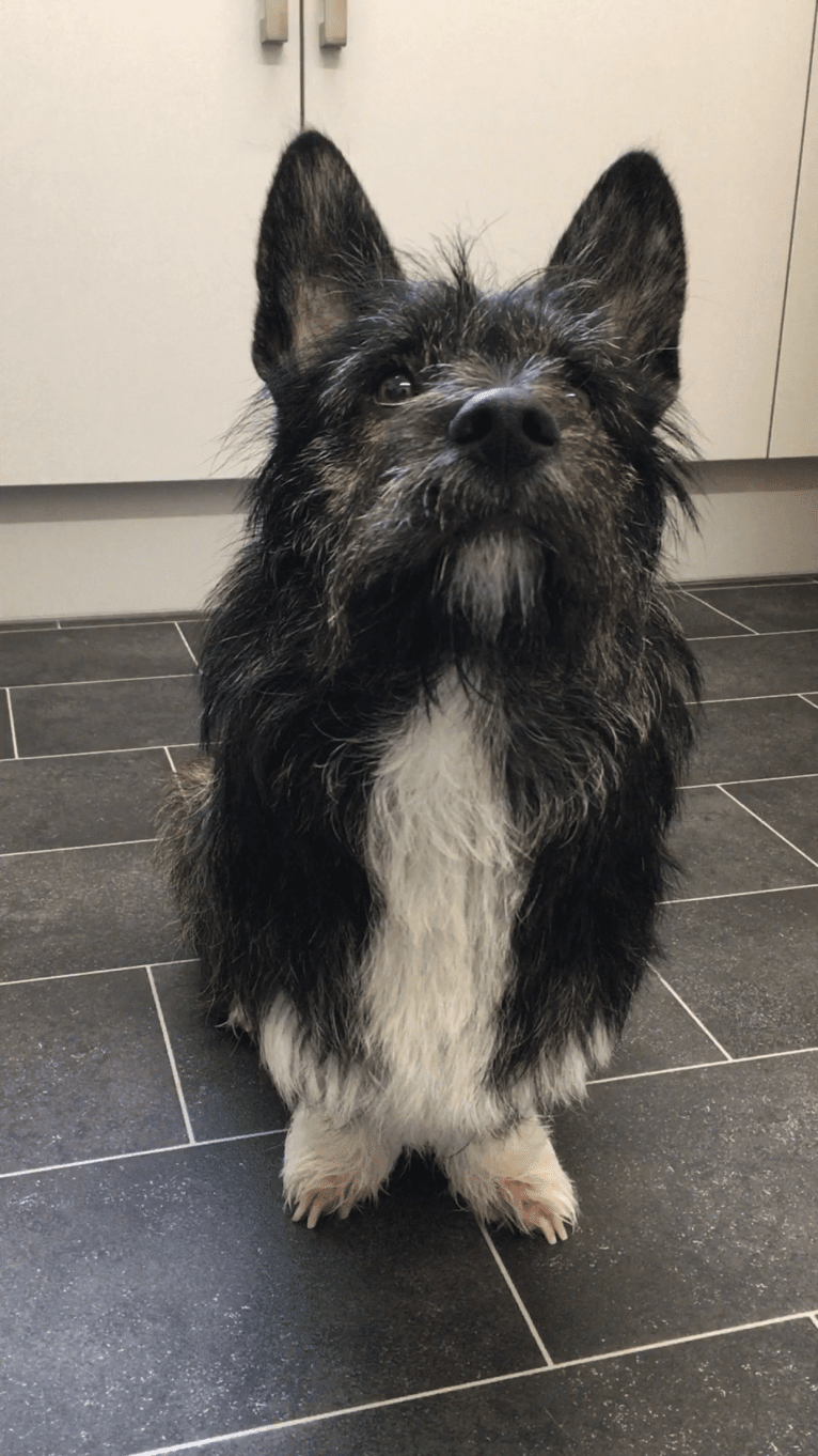 Link, a Pembroke Welsh Corgi and West Highland White Terrier mix tested with EmbarkVet.com