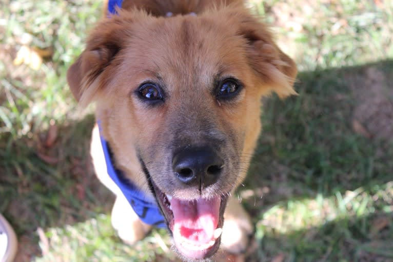 Gideon, an American Pit Bull Terrier and Great Pyrenees mix tested with EmbarkVet.com