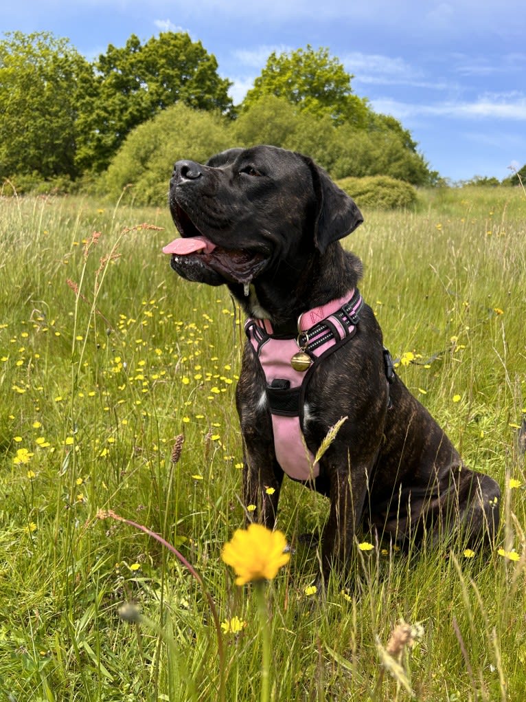 Islay, a Cane Corso and Neapolitan Mastiff mix tested with EmbarkVet.com