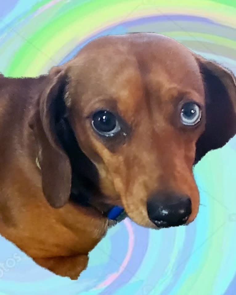 Photo of Casey, a Dachshund  in Cabot, AR, USA
