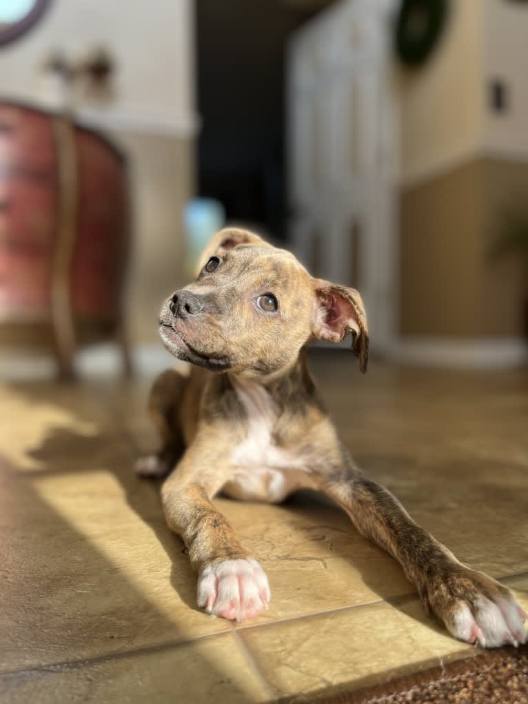 Kiwi, an American Pit Bull Terrier and Chihuahua mix tested with EmbarkVet.com