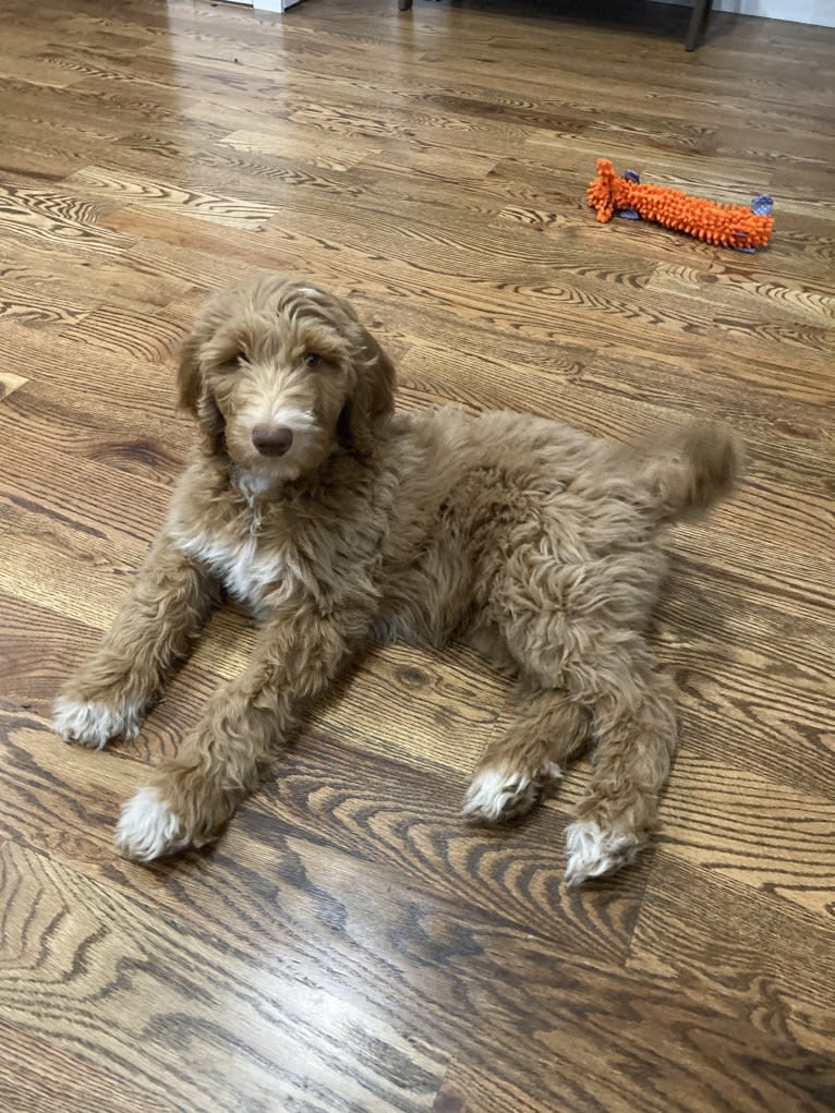 Kopper, a Goldendoodle tested with EmbarkVet.com