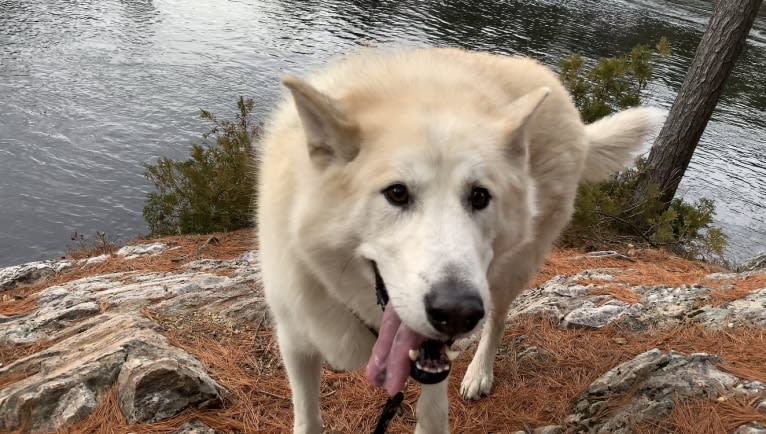 Hunter, an Alaskan Malamute and Greenland Dog mix tested with EmbarkVet.com