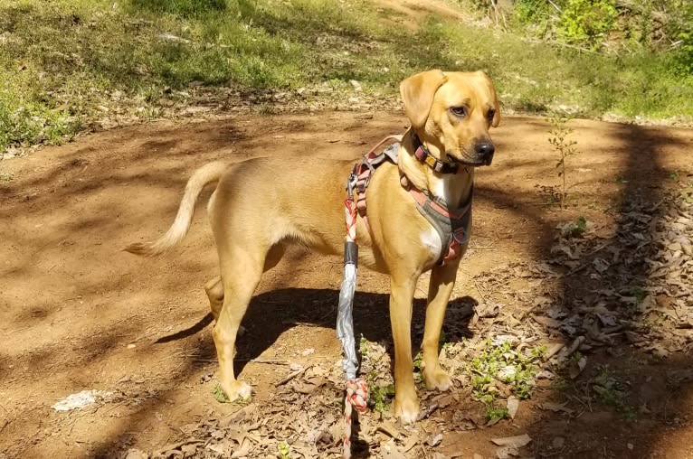 EvaMarie, a Beagle and American Pit Bull Terrier mix tested with EmbarkVet.com