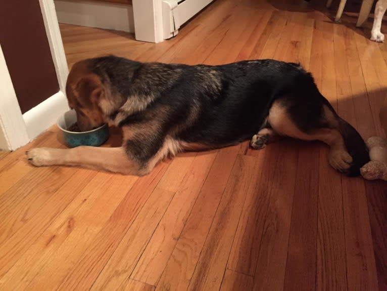 Bayley, a German Shepherd Dog and Golden Retriever mix tested with EmbarkVet.com