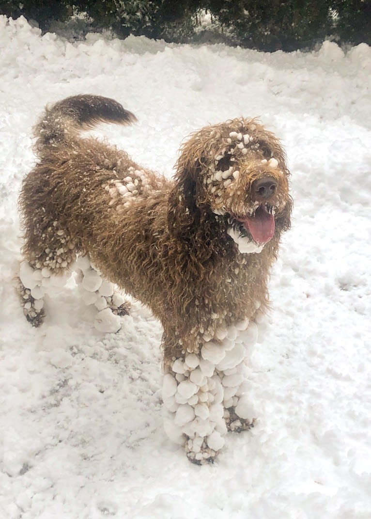 The Mighty Chewbacca, a Labradoodle (6.2% unresolved) tested with EmbarkVet.com