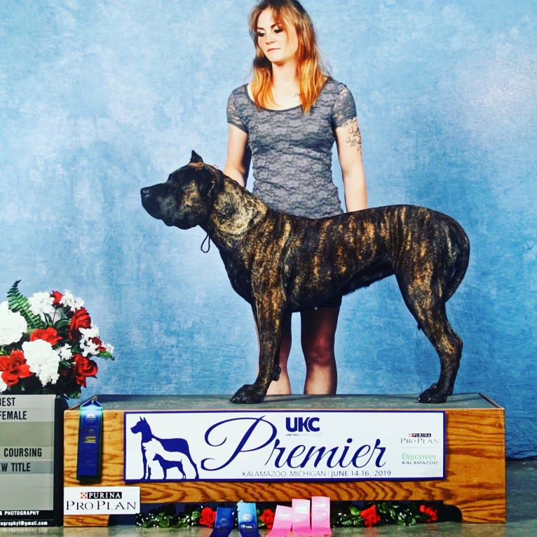 Tess, a Perro de Presa Canario tested with EmbarkVet.com