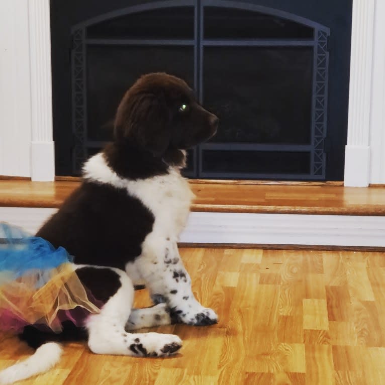 Dolly, a Newfoundland tested with EmbarkVet.com