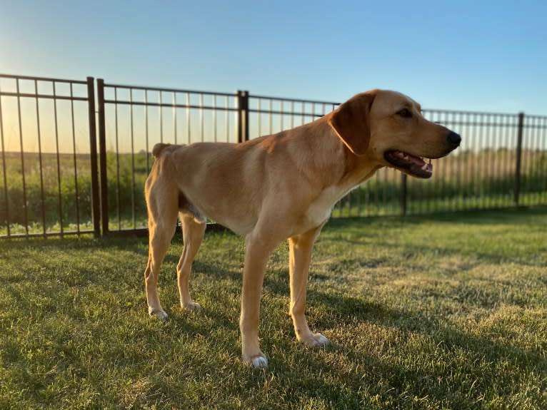 Marty Crenshaw, a Treeing Walker Coonhound and Golden Retriever mix tested with EmbarkVet.com