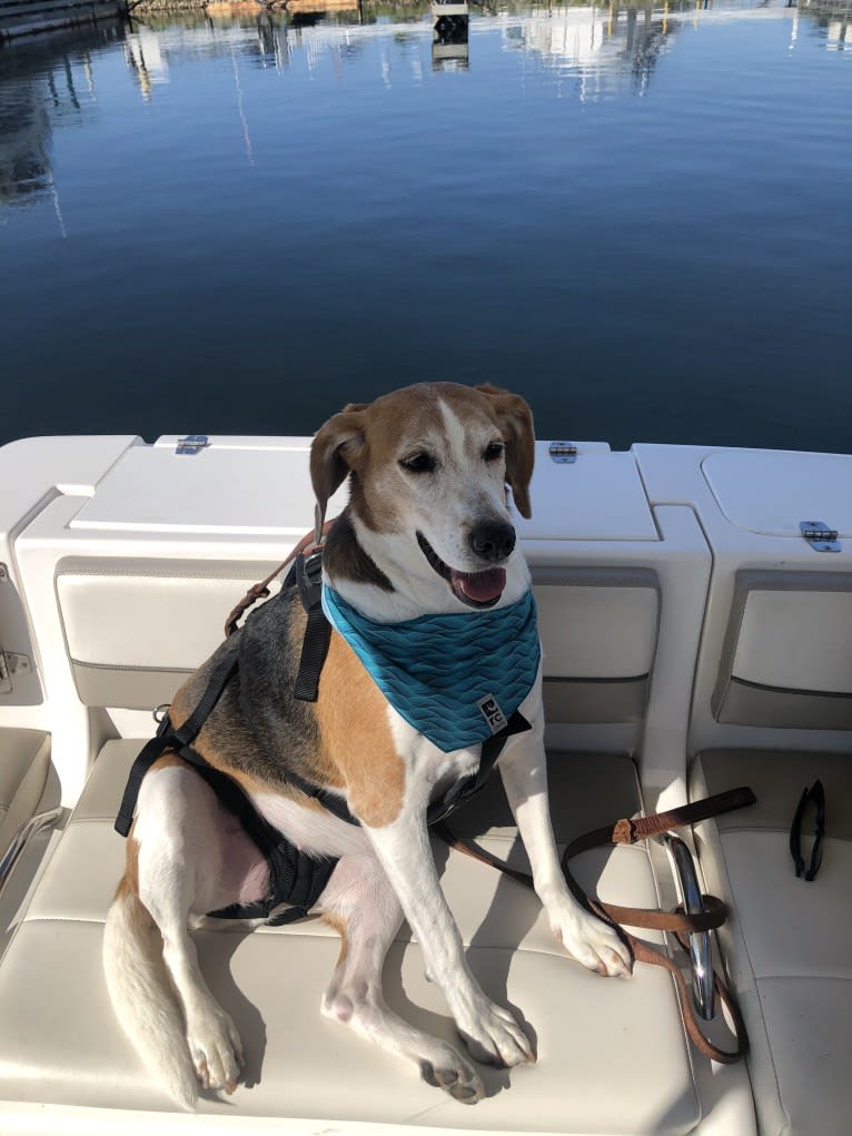 Celia, an American Foxhound tested with EmbarkVet.com