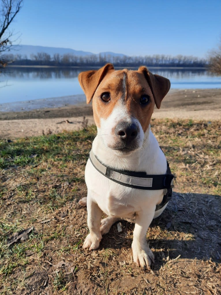 Skippy, a Russell-type Terrier and Smooth Fox Terrier mix tested with EmbarkVet.com