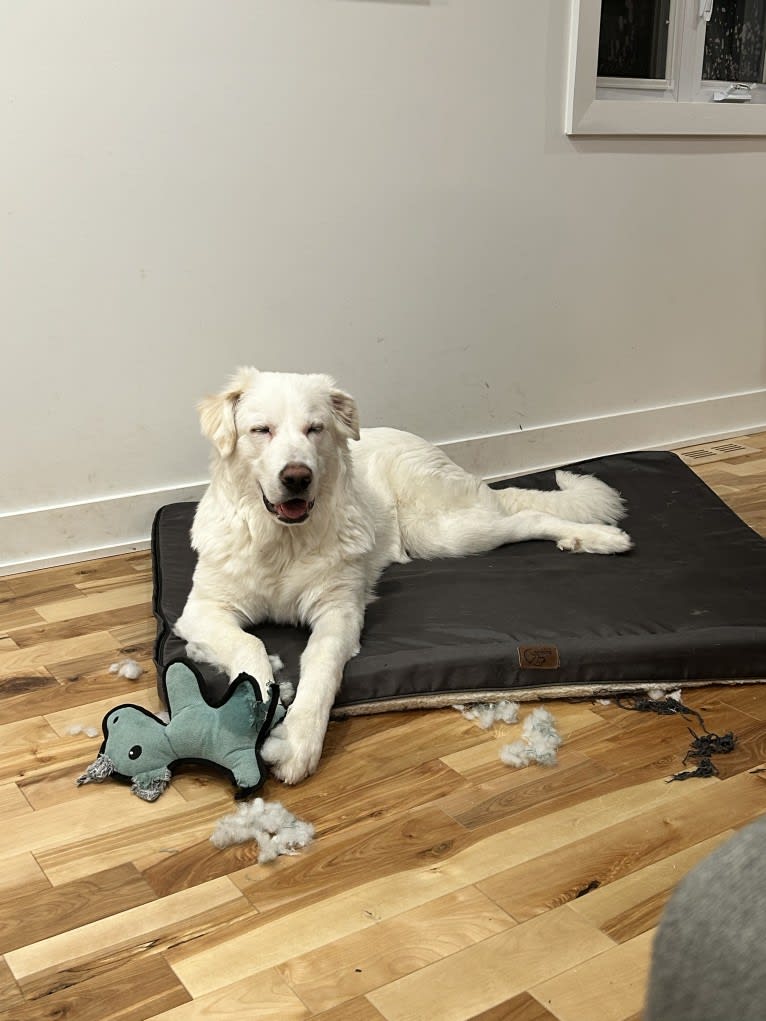 Jetson, a Great Pyrenees (13.4% unresolved) tested with EmbarkVet.com