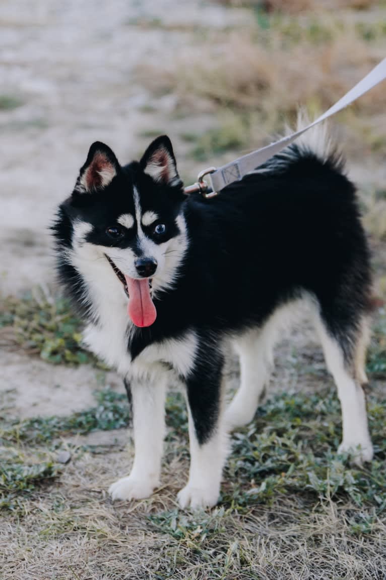 Pomsky Northerns’ Patrick, a Pomsky tested with EmbarkVet.com