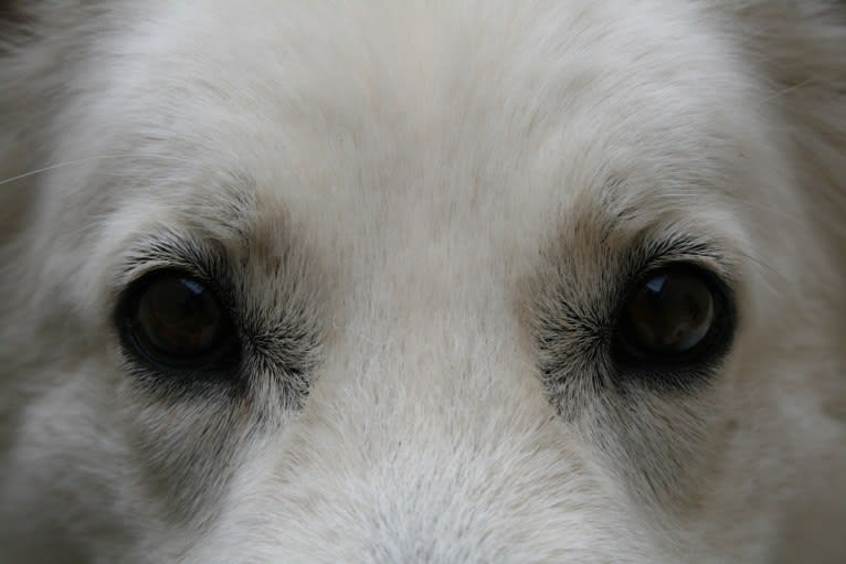 LETSY, a White Shepherd tested with EmbarkVet.com