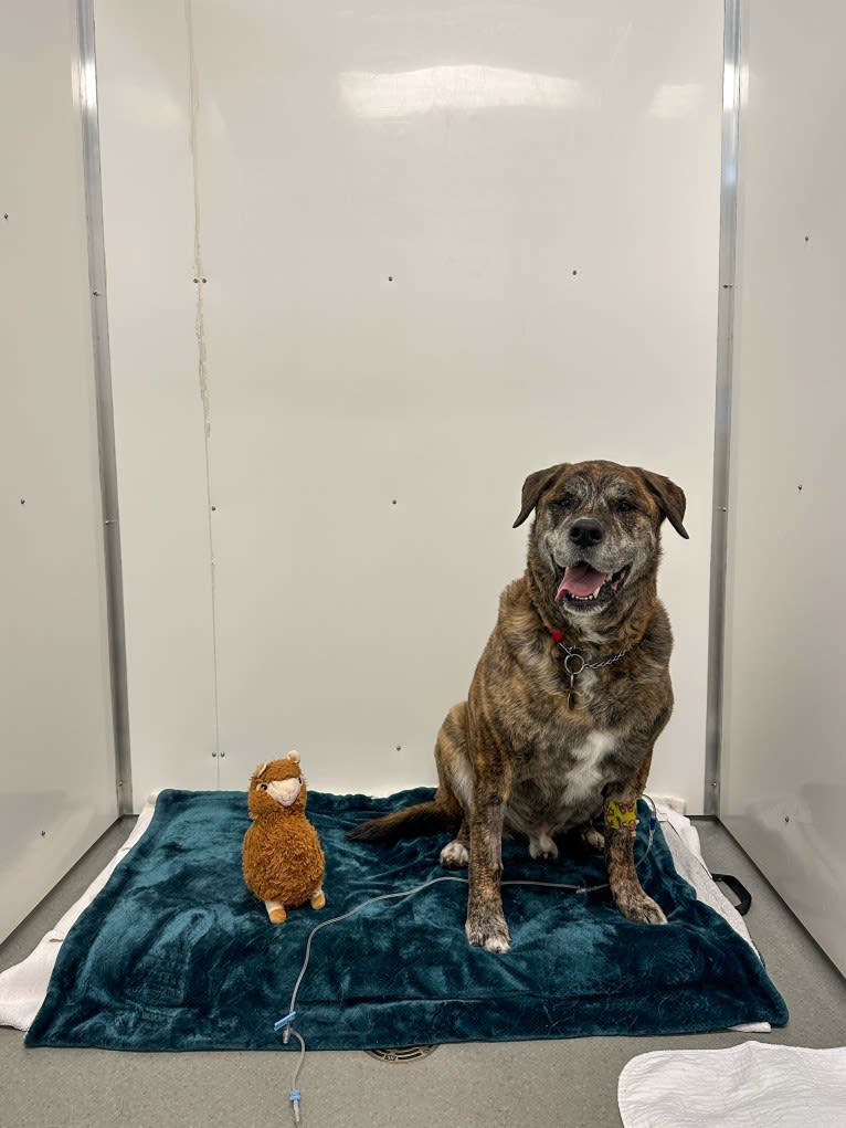 Bear, a Rottweiler and American Pit Bull Terrier mix tested with EmbarkVet.com