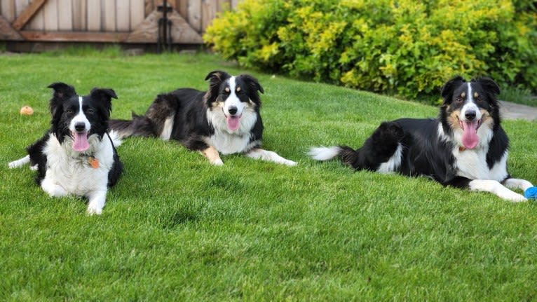 Willow, an Australian Shepherd and Border Collie mix tested with EmbarkVet.com