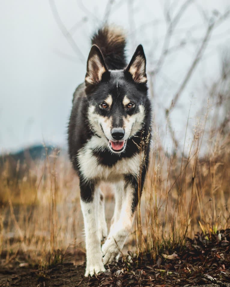 Koda, a Karelian Bear Dog and Laika mix tested with EmbarkVet.com