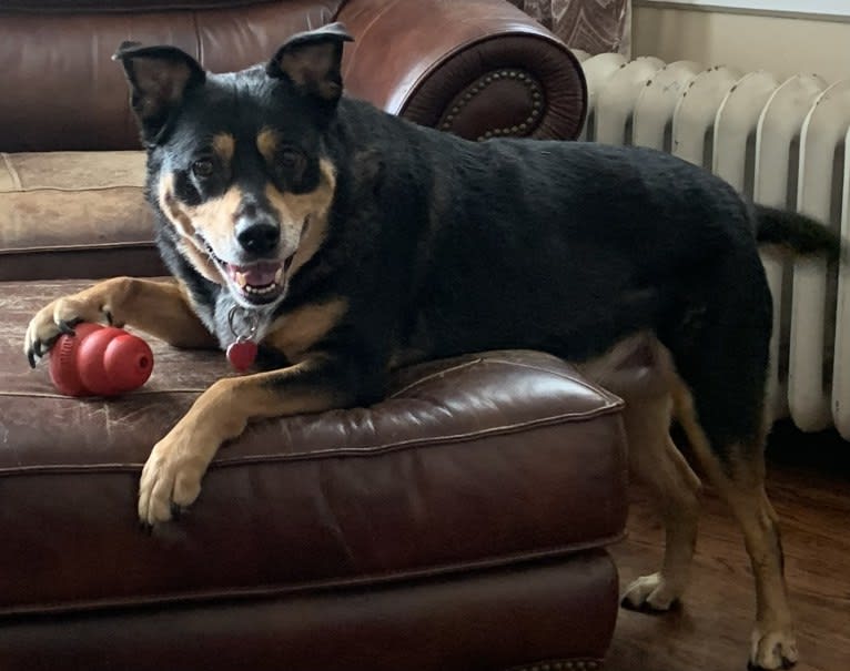 Cythera, an Australian Cattle Dog and American Pit Bull Terrier mix tested with EmbarkVet.com