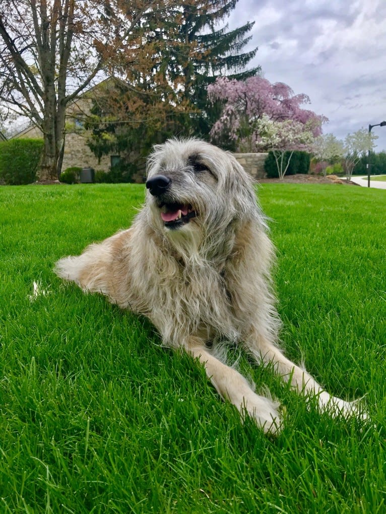 Charybdis, an Arabian Village Dog tested with EmbarkVet.com